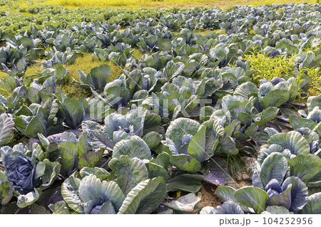 Agricultural field where cabbage is grown in cabbages Agricultural field where cabbage is grown in cabbages 104252956