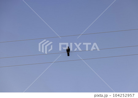 High voltage wires with birds 104252957