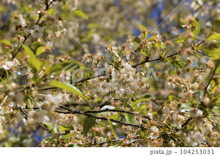 cherry tree at the end of flowering with fallen and sluggish flowers 104253031