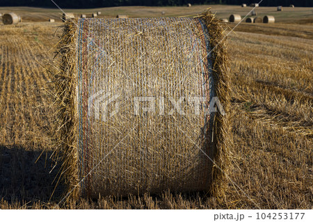 Straw stack after harvesting grain in the field 104253177