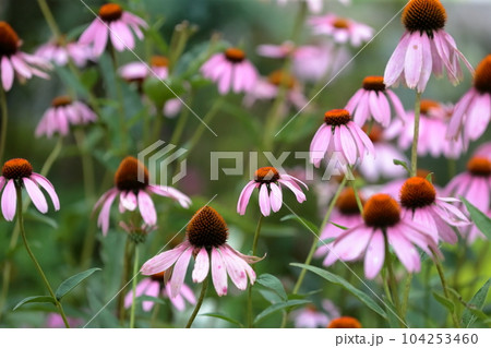エキナセア 104253460
