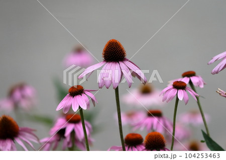 エキナセア エキナセア 104253463