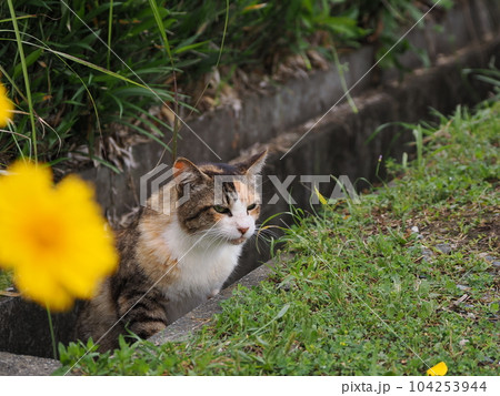 若い頃は気の強い性格だった美人の三毛猫も丸くなりました 若い頃は気の強い性格だった美人の三毛猫も丸くなりました 104253944