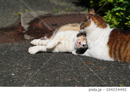 桜猫のお父さん大好き三毛猫娘が至福のひと時 桜猫のお父さん大好き三毛猫娘が至福のひと時 104254492