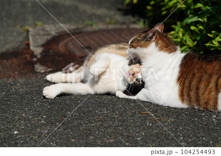 桜猫のお父さん大好き三毛猫娘が至福のひと時 桜猫のお父さん大好き三毛猫娘が至福のひと時 104254493