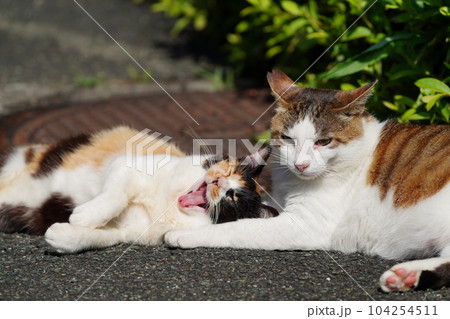 桜猫のお父さん大好き三毛猫娘が至福のひと時 桜猫のお父さん大好き三毛猫娘が至福のひと時 104254511