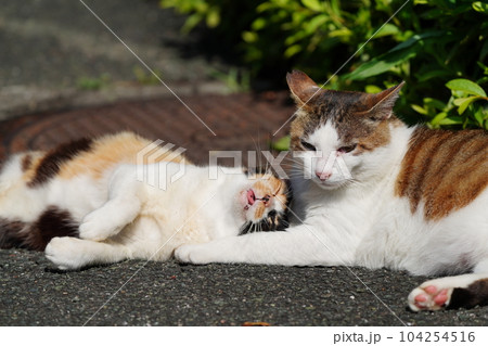 桜猫のお父さん大好き三毛猫娘が至福のひと時 104254516