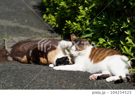 桜猫のお父さん大好き三毛猫娘が至福のひと時 104254525