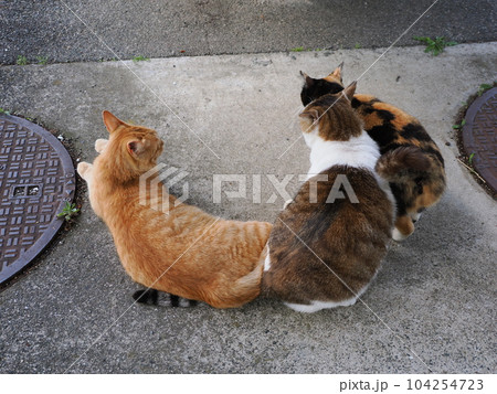地域猫の親子がご飯を食べてまったりする 地域猫の親子がご飯を食べてまったりする 104254723