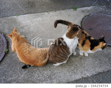地域猫の親子がご飯を食べてまったりする 104254734