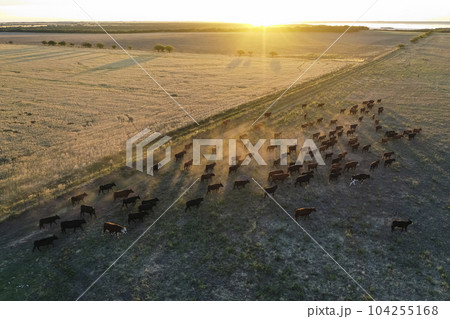 Cattle raising in pampas countryside, La Pampa province, Argentina. 104255168