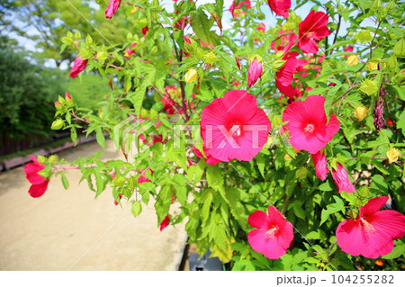 鮮やかタイタンビカスの花 104255282