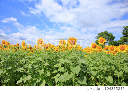 ヒマワリの花　満開 104255283