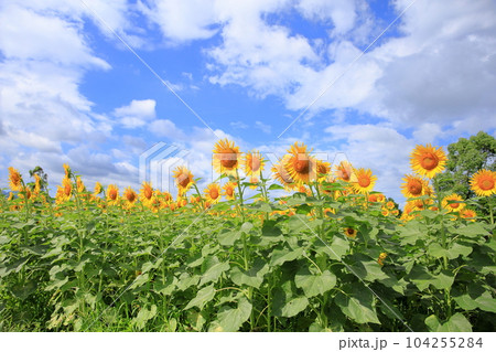 ヒマワリの花　満開 104255284