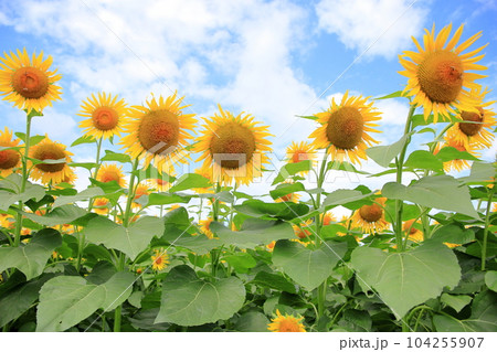 ヒマワリの花　満開 104255907
