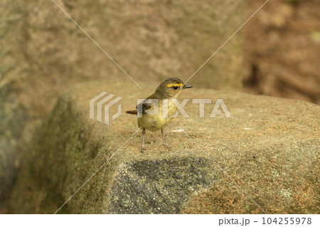 水場に来てたたずむキビタキのオス若鳥 104255978
