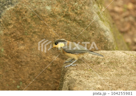 水場に来てたたずむヤマガラの幼鳥 104255981