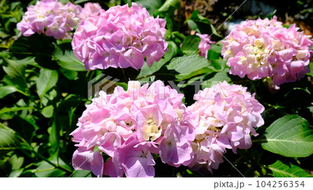 紫陽花 104256354