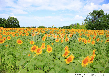 ヒマワリの花　満開 104256540