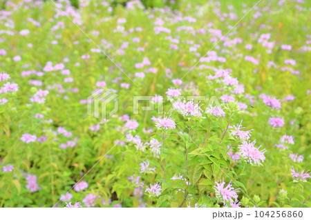 ワイルドベルガモットの花 満開 ワイルドベルガモットの花 満開 104256860