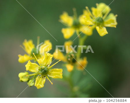 5月に咲いた黄色いヘンルーダの花 104256884