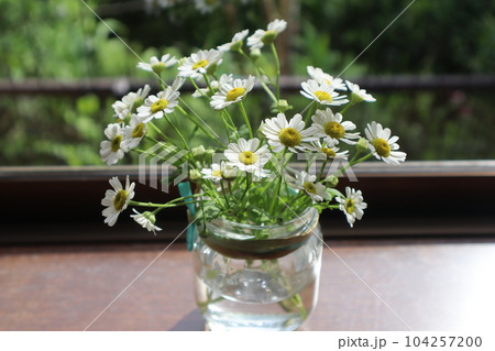 空瓶にマトリカリアを生ける 104257200