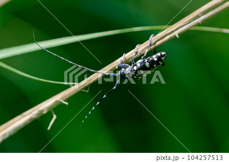 大型カミキリ カミキリムシ科ゴマダラカミキリ 大型カミキリ カミキリムシ科ゴマダラカミキリ 104257513