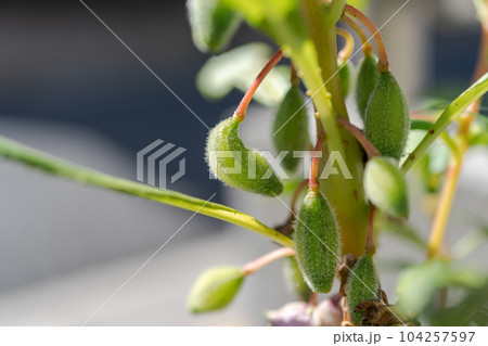 ホウセンカの実 ホウセンカの実 104257597