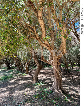 Olive grove on archeological site of Tipaza, Algeria. High quality photo 104257755