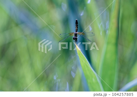 日本最小のトンボ　トンボ科ハッチョウトンボ♀ 104257805