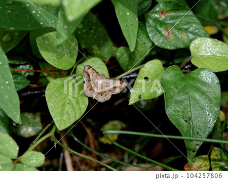 日本産蛾　シャクガ科　エダシャク亜科フタテンオエダシャク 104257806