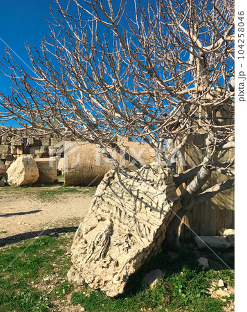 Saxaul tree without leaves and a bas-relief in Baalbek. High quality photo Saxaul tree without leaves and a bas-relief in Baalbek. High quality photo 104258046