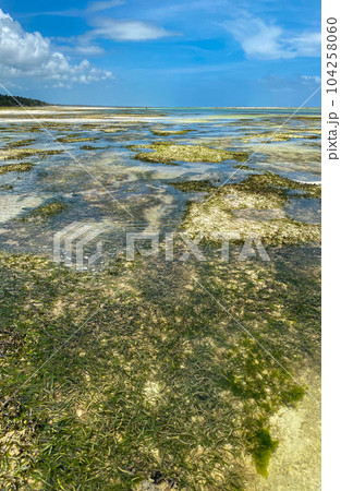 Melia Zanzibar beach on low tide. Panorama. Blue sky. High quality photo 104258060