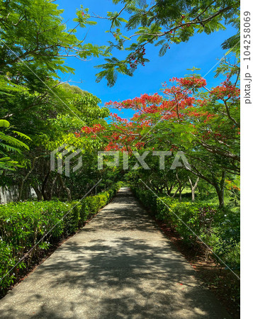 Flame tree over a garden path on a sunny day in Kiwengwa, Zanzibar . High quality photo Flame tree over a garden path on a sunny day in Kiwengwa, Zanzibar . High quality photo 104258069