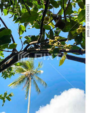 Ripe of small yellow roseapple with a palm and sky on background. Bottom view. High quality photo Ripe of small yellow roseapple with a palm and sky on background. Bottom view. High quality photo 104258081