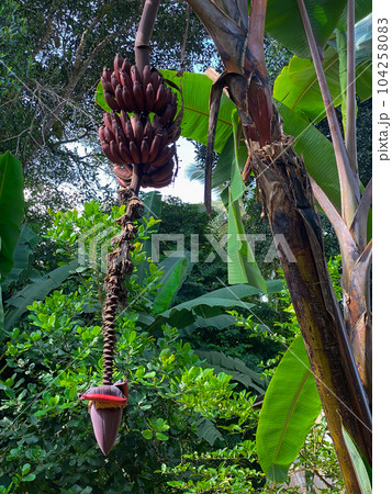 Red banana ripe on a tree. High quality photo Red banana ripe on a tree. High quality photo 104258083