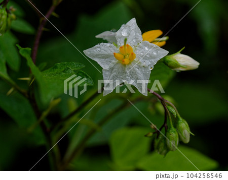 外来種ナス科多年草ワルナスビの花 外来種ナス科多年草ワルナスビの花 104258546