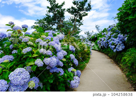 青いアジサイの咲く道 104258638