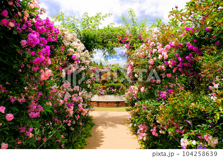 満開のつる薔薇 104258639