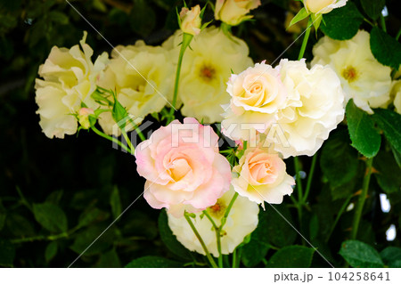 淡いフリルの薔薇 淡いフリルの薔薇 104258641