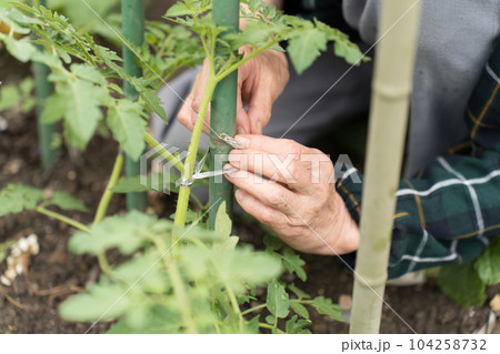 トマトの誘引　支柱に縛り付け 104258732
