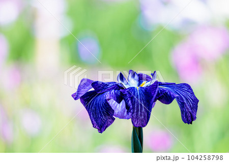 色とりどりに咲き人々の心を癒し続けるアヤメの花たち 104258798