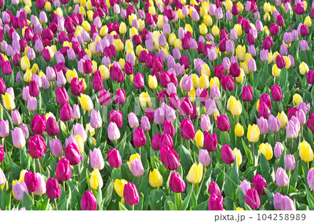 【イングリッシュガーデン】 滋賀県大津市柳が崎 104258989