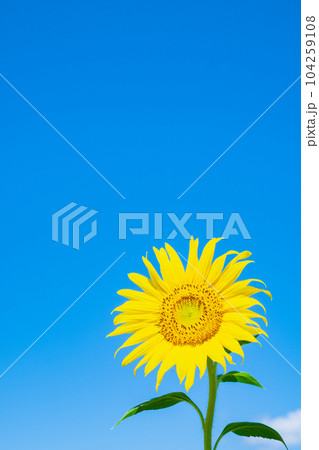 ひまわり 104259108