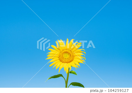ひまわり ひまわり 104259127