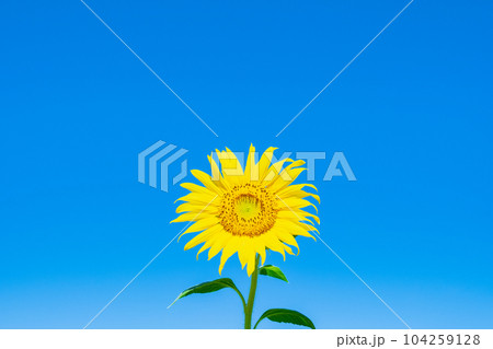 ひまわり ひまわり 104259128
