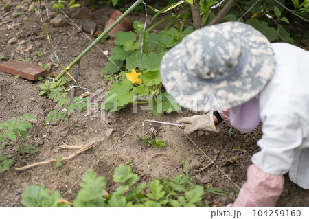 ねじり鎌で庭の草取り 104259160