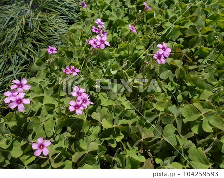 ピンクの小さな花の芋片喰（イモカタバミ） 104259593