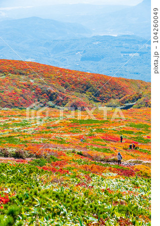 秋の栗駒山登山(中央コース):神の絨毯 秋の栗駒山登山(中央コース):神の絨毯 104260049