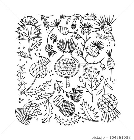 Milk Thistle flowers. Silymarin. Vector botanical illustration Milk Thistle flowers. Silymarin. Vector botanical illustration 104261088